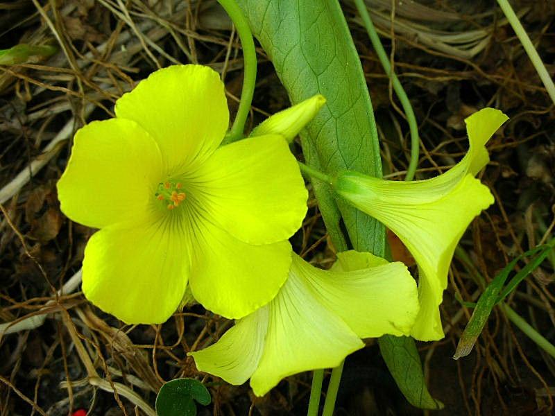 Oxalis pes-caprae / Acetosella gialla